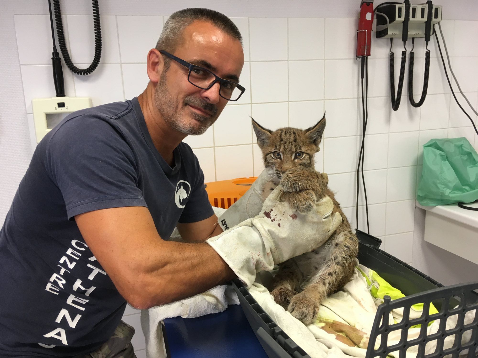 Soins d'un lynx boréal orphelin par Gilles Moyne, Directeur du Centre Athénas